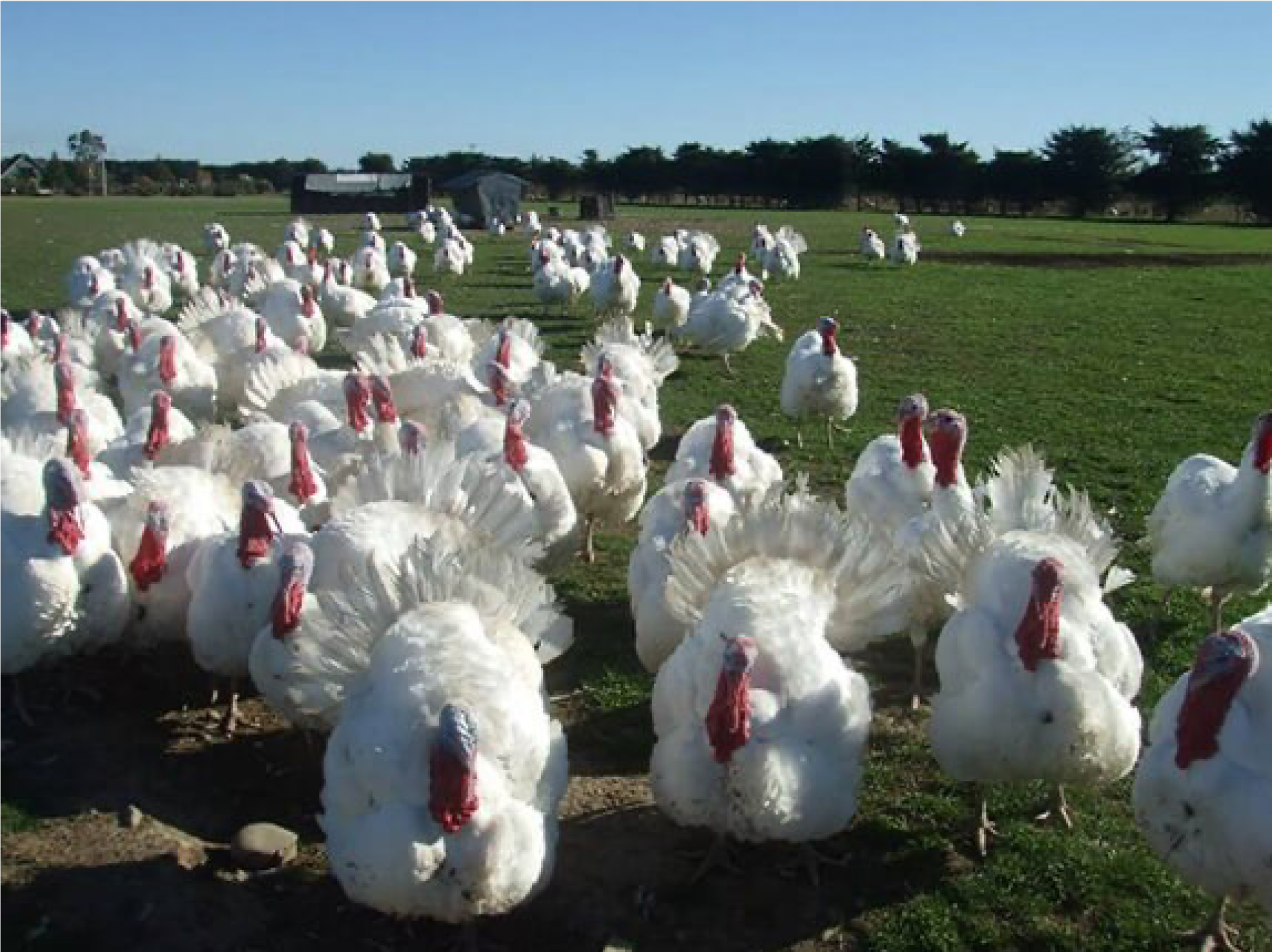 Close up turkeys